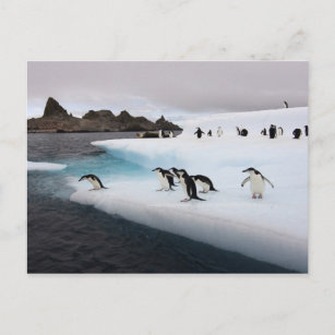 Postal pingüinos de chinstrap, Pygoscelis antarctica, 2