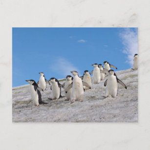 Postal pingüinos de chinstrap, Pygoscelis antártica,
