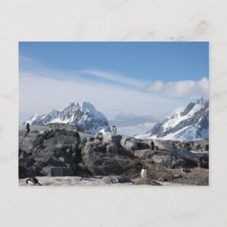 Postal Pingüinos de Gentoo en la Antártida