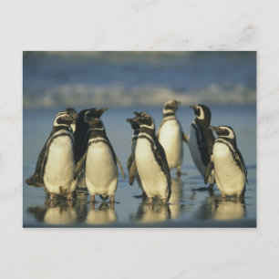 Postal Pingüinos de Magallanes, Spheniscus