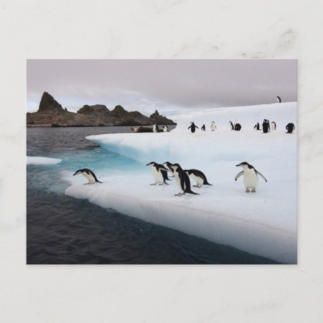 Postal Pingüinos de penacho amarillo (Anverso)
