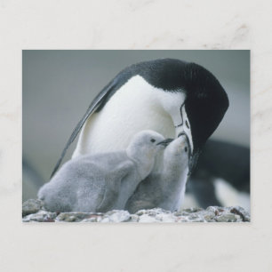 Postal Pingüinos de Penacho Amarillo, Pygoscelis antarcti