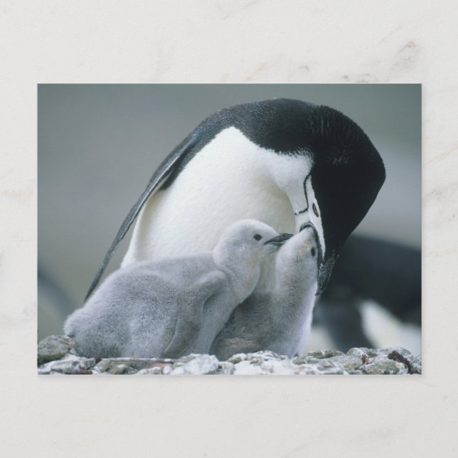 Postal Pingüinos de Penacho Amarillo, Pygoscelis antarcti (Anverso)