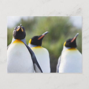 Postal Pingüinos de rey