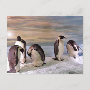 Postal Pingüinos de rey