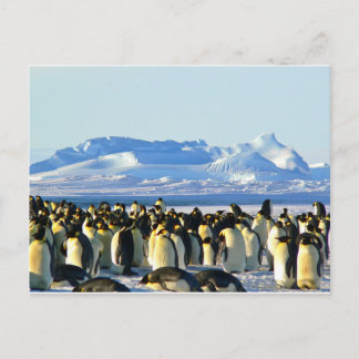 Postal Pingüinos emperadores