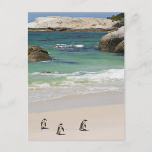 Postal Pingüinos en Boulders Beach, Simons Town, Sur 2