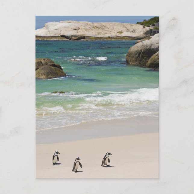 Postal Pingüinos en Boulders Beach, Simons Town, Sur 2 (Anverso)