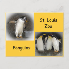 Postal Pingüinos en el zoológico