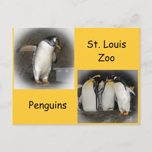 Postal Pingüinos en el zoológico (Anverso)