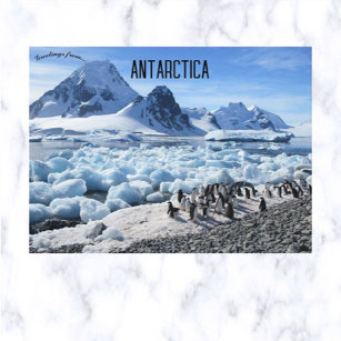 Postal Pingüinos en la isla Antártida de Pourquoi