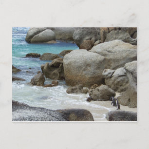 Postal Pingüinos en la playa