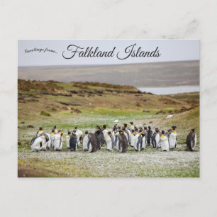 Postal Pingüinos en las Islas Malvinas