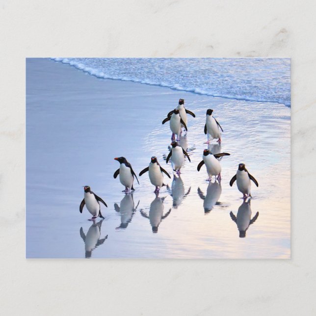 Postal Pingüinos en reposo regresan del océano (Anverso)