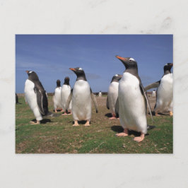 Postal Pingüinos en reunión