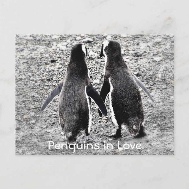 Postal Pingüinos enamorados (Anverso)