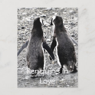 Postal Pingüinos enamorados