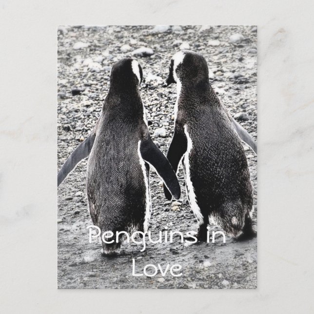 Postal Pingüinos enamorados (Anverso)