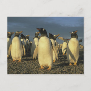 Postal Pingüinos Gentoo, (Papúa Pygoscelis), Malvinas