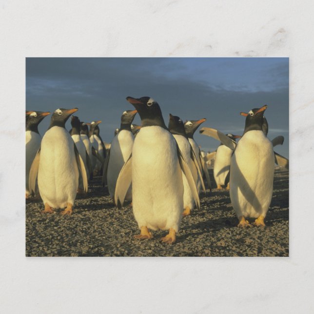 Postal Pingüinos Gentoo, (Papúa Pygoscelis), Malvinas (Anverso)