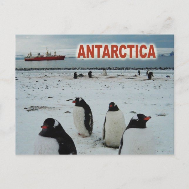 Postal Pingüinos Gentoo, península antártica (Anverso)