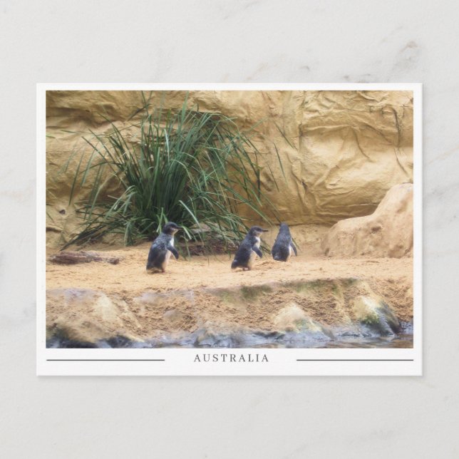 Postal Pingüinos Hada – Adorable Fauna Australiana (Anverso)