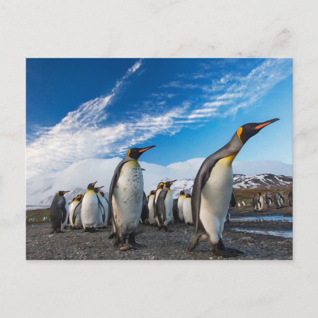 Postal Pingüinos - Islas Georgias del Sur y Sandwich del  (Anverso)