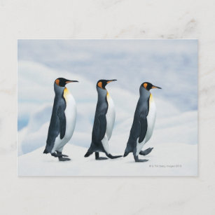 Postal Pingüinos King caminando en un solo archivo