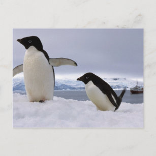 Postal Pingüinos Pair Adelie Antártida