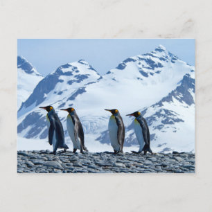 Postal Pingüinos Reyes de Georgia del Sur