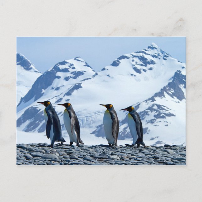Postal Pingüinos Reyes de Georgia del Sur (Anverso)