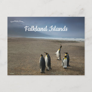 Postal Pingüinos Reyes en Islas Malvinas
