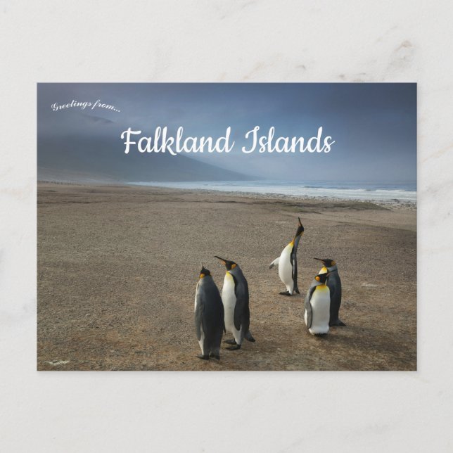 Postal Pingüinos Reyes en Islas Malvinas (Anverso)