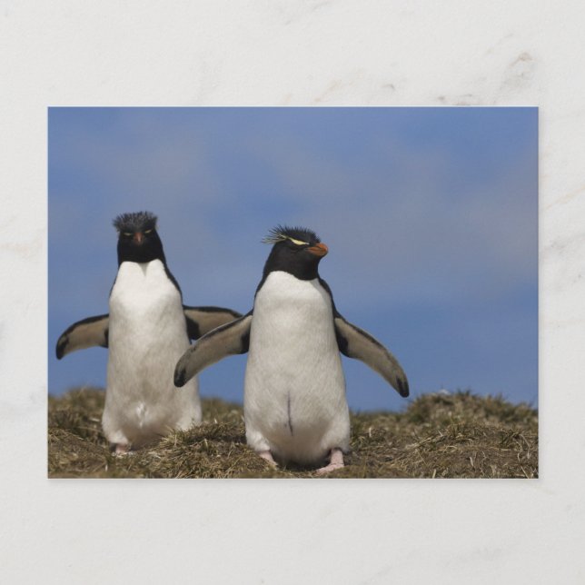 Postal Pingüinos saltarrocas Eudyptes chrysocome (Anverso)