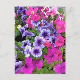 Postal Pink and Purple Petunia Blossom