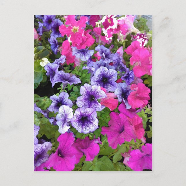 Postal Pink and Purple Petunia Blossom (Anverso)