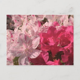 Postal Pink Azaleas