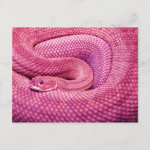 Postal Pink Basilisk Rattlesnake