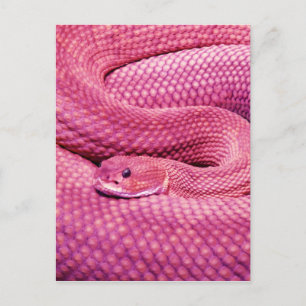 Postal Pink Basilisk Rattlesnake