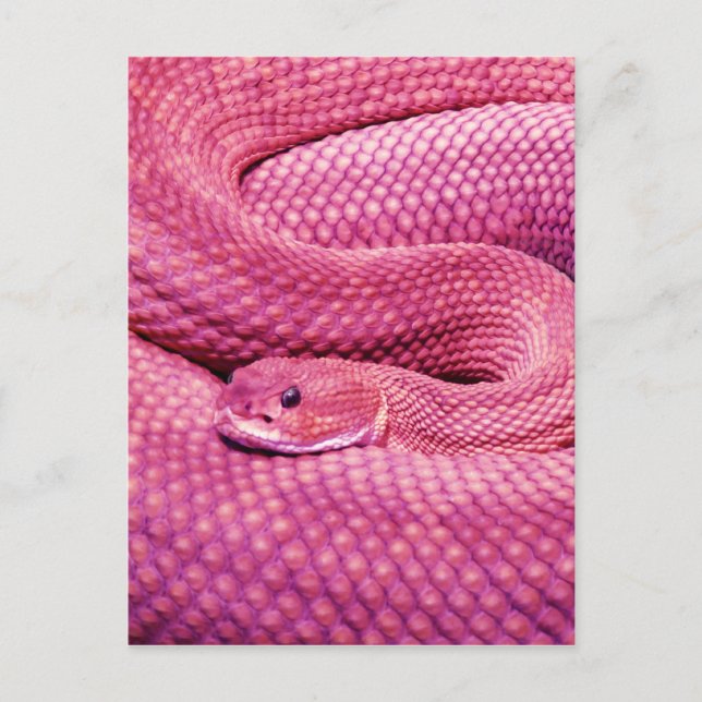 Postal Pink Basilisk Rattlesnake (Anverso)