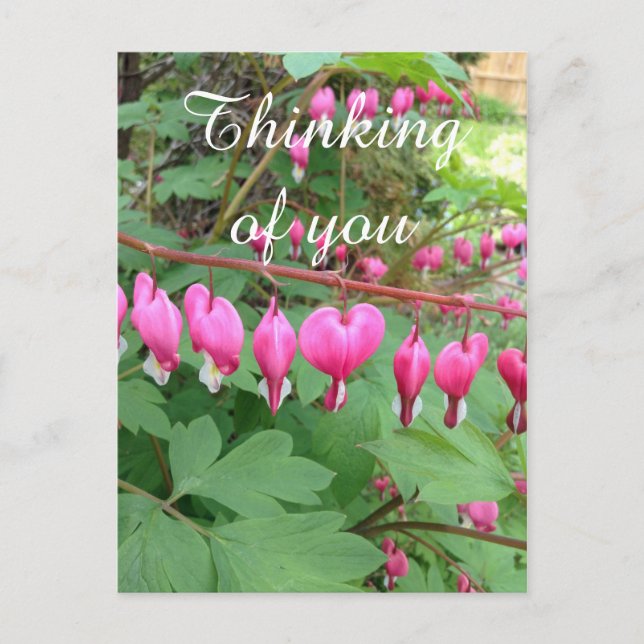 Postal Pink Bleeding Heart Photo Pensando En Ti (Anverso)