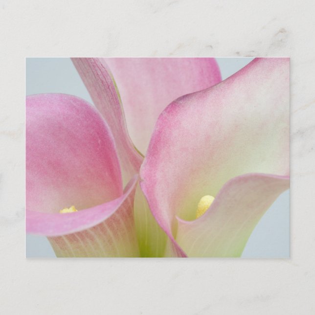 Postal Pink Calla Lilis (Anverso)