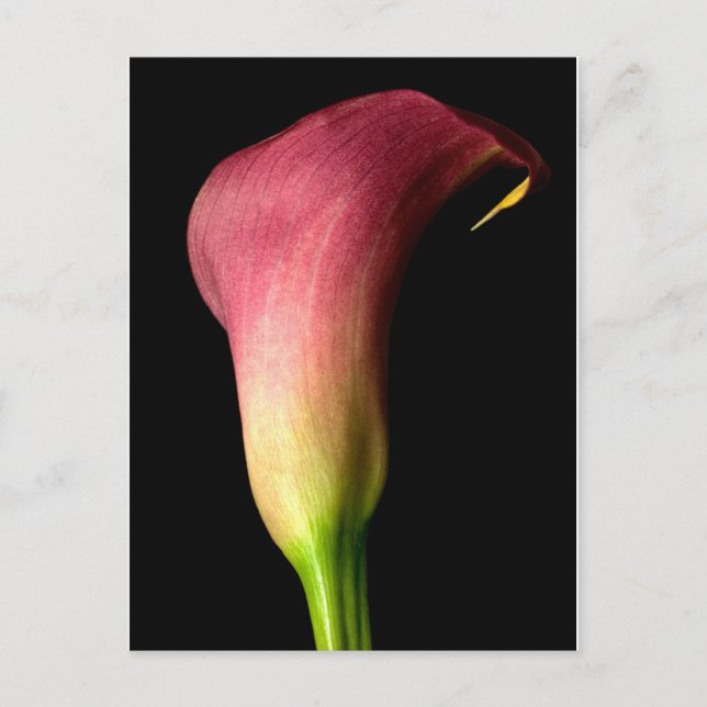 Postal Pink Calla Lily (Anverso)