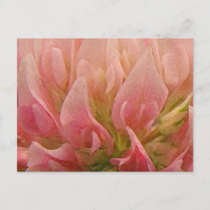 Postal Pink Clover