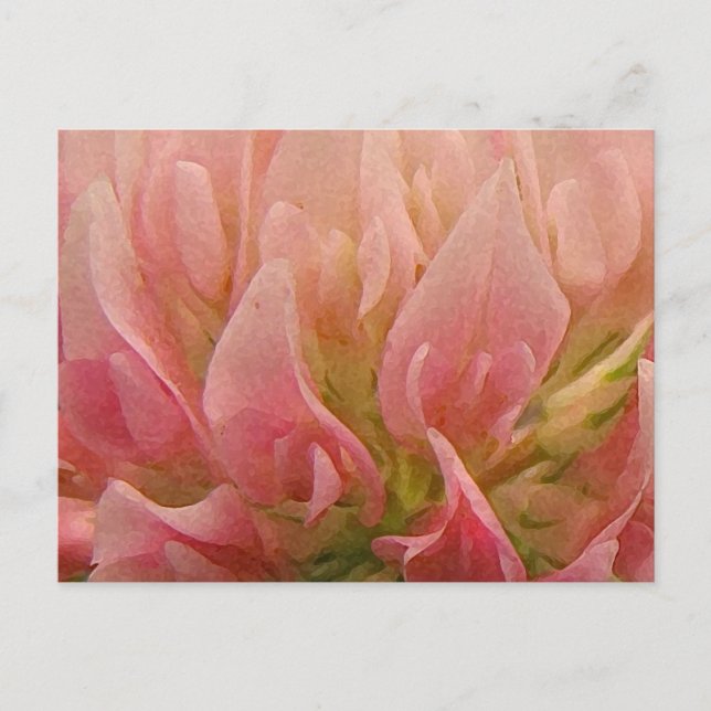 Postal Pink Clover (Anverso)