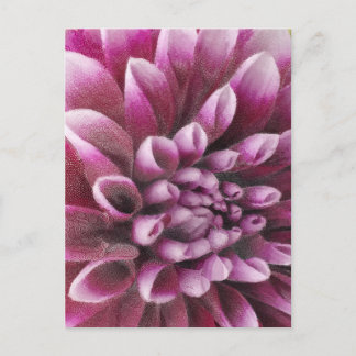Postal Pink Dahlia