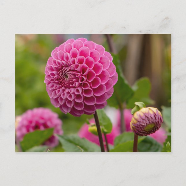 Postal Pink Dahlia