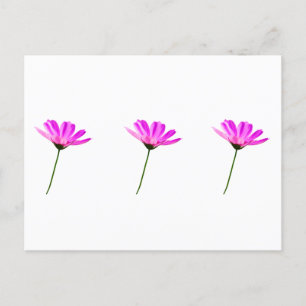 Postal Pink Daisy