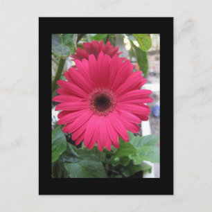 Postal Pink Daisy