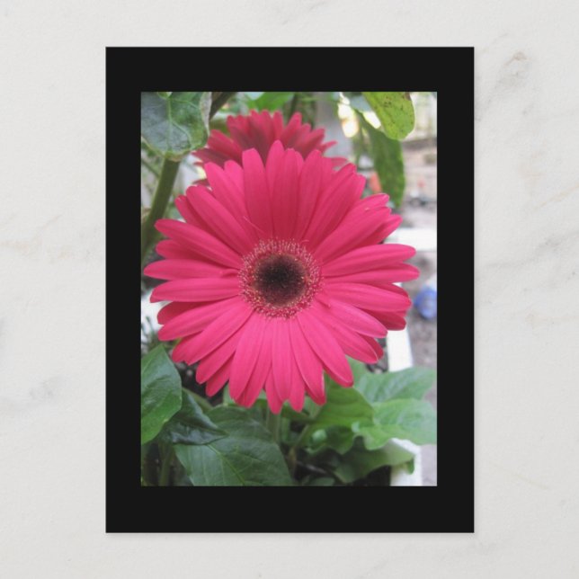 Postal Pink Daisy (Anverso)